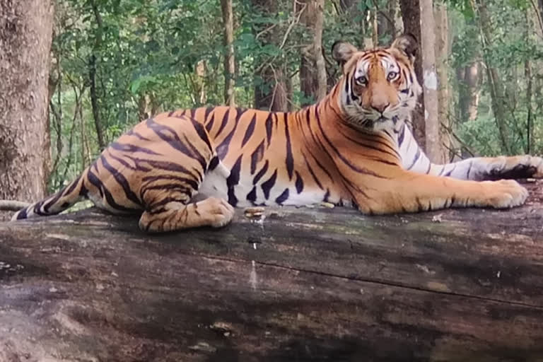 A male tiger given the majestic pose in Chikkamagaluru