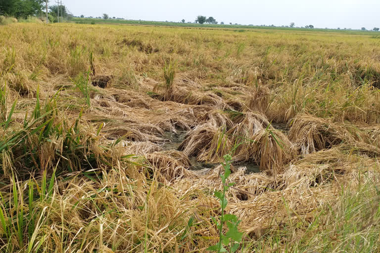 ನೆಲಕಚ್ಚಿದ ಸೋನಾಮಸೂರಿ ಭತ್ತದ ಬೆಳೆ