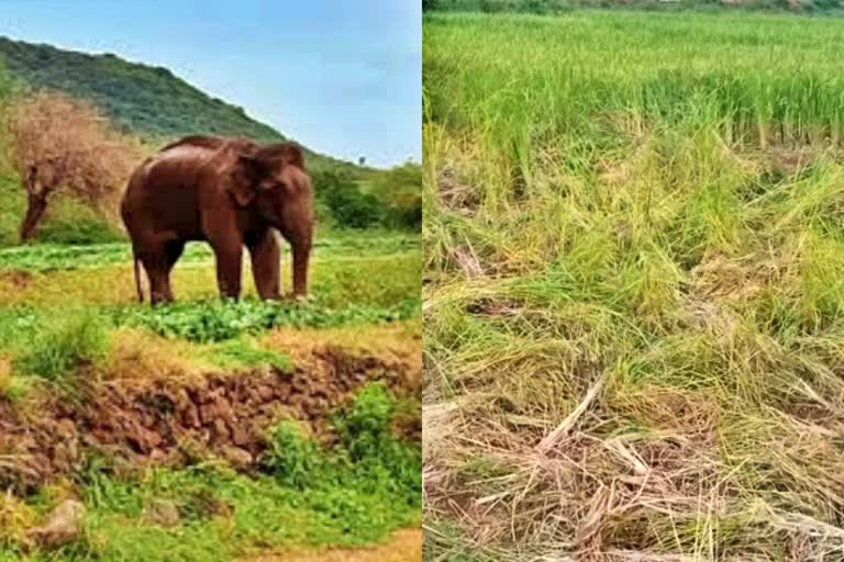 elephants damaging crops