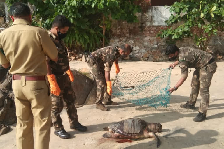 turtle died at Kovalam Beach  turtle died  Kovalam Beach turtle died  കടലാമ കരക്കടിഞ്ഞു  കോവളം ഹവ്വാ ബീച്ചിൽ കടലാമ കരക്കടിഞ്ഞു  ചത്ത നിലയിലായിരുന്ന ആമയുടെ ശരീരം  Kovalam Beach turtle