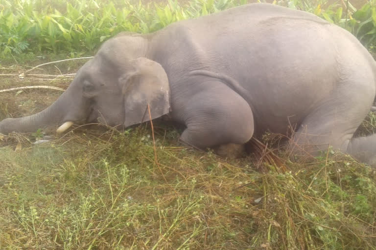 Chirang wild elephant kill by electric shok