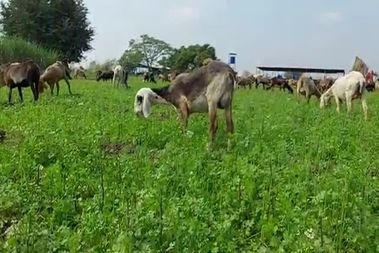 Farmer cilantro crop damage Chandoh