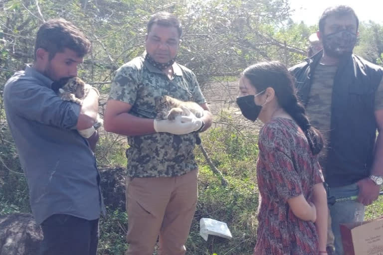 two tiger child rescue, two tiger child rescue in Chamarajanagar, Chamarajanagar tiger child, Chamarajanagar tiger child news, ಎರಡು ಹುಲಿ ಮರಿಗಳ ರಕ್ಷಣೆ, ಚಾಮರಾಜನಗರದಲ್ಲಿ ಎರಡು ಹುಲಿ ಮರಿಗಳ ರಕ್ಷಣೆ, ಚಾಮರಾಜನಗರ ಹುಲಿ ಮರಿ, ಚಾಮರಾಜನಗರ ಹುಲಿ ಮರಿ ಸುದ್ದಿ,