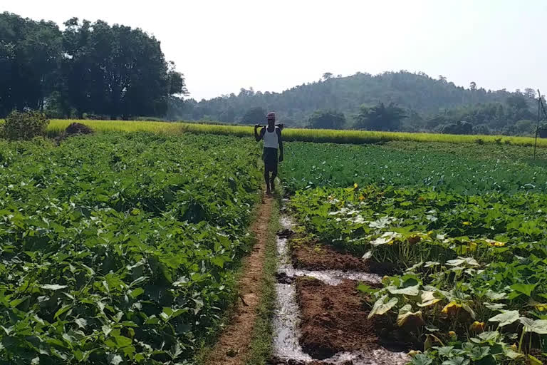 Despite selling at inflated prices in market, original brinjal farmers didn't get fair price