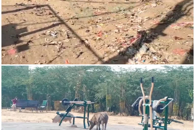 Devbhoomi garden park in Mehrauli, Delhi became a resort for stray animals