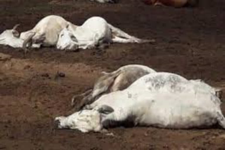 78 cows die of suspected food poisoning  Jaipur  Rajasthan  ഭക്ഷ്യവിഷബാധയേറ്റ്  കന്നുകാലി ഫാം  മൃഗസംരക്ഷണ വകുപ്പ് ഉദ്യോഗസ്ഥർ  ബില്യുബാസ് രാംപുര ഗ്രാമം