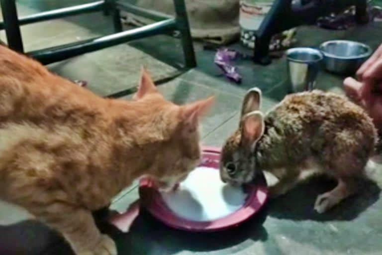 cat-and-rabbit-viral-video-in-coimbatore