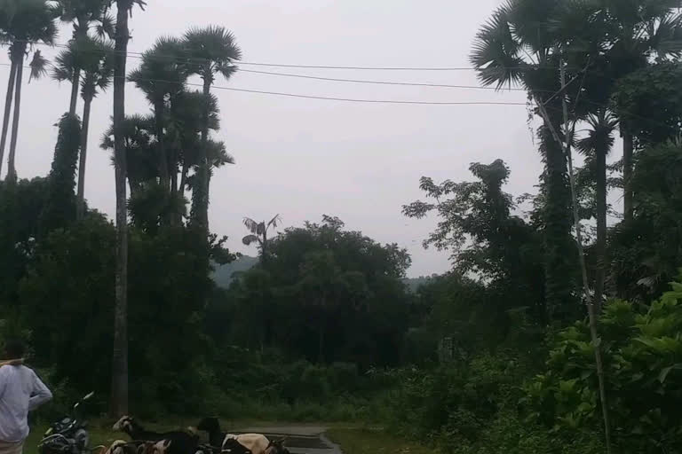 Bamboo stick as electric pole at rayupalem