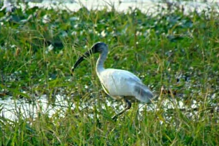 Siberian birds arrive at Shekha Lake