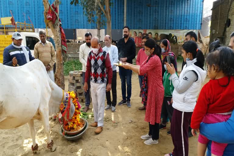 devotees celebrated gopashtami in tohana fatehabad