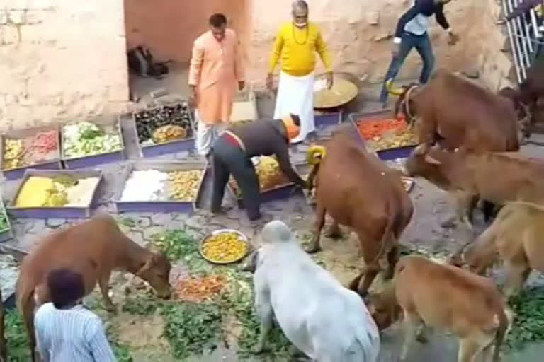 56 bhog organised for cows