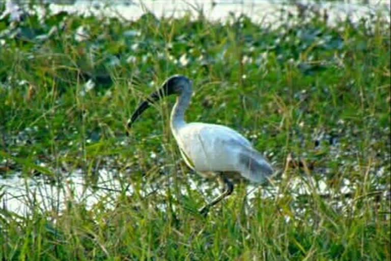 Grandeur grips Shekha Lake with the chirping of Siberian birds