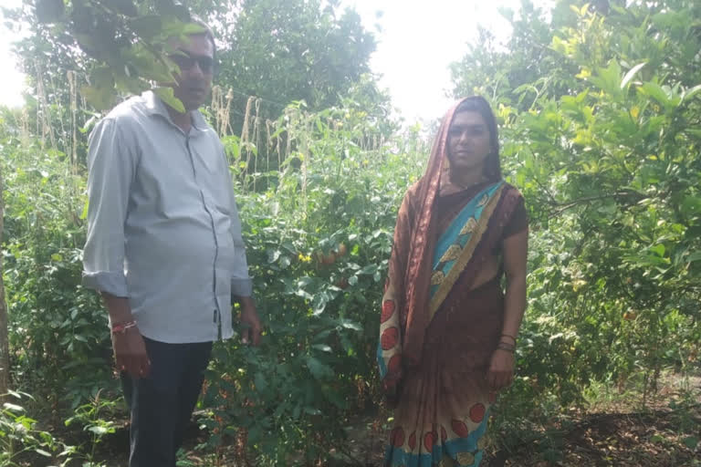 Planting tomato in half an acre area