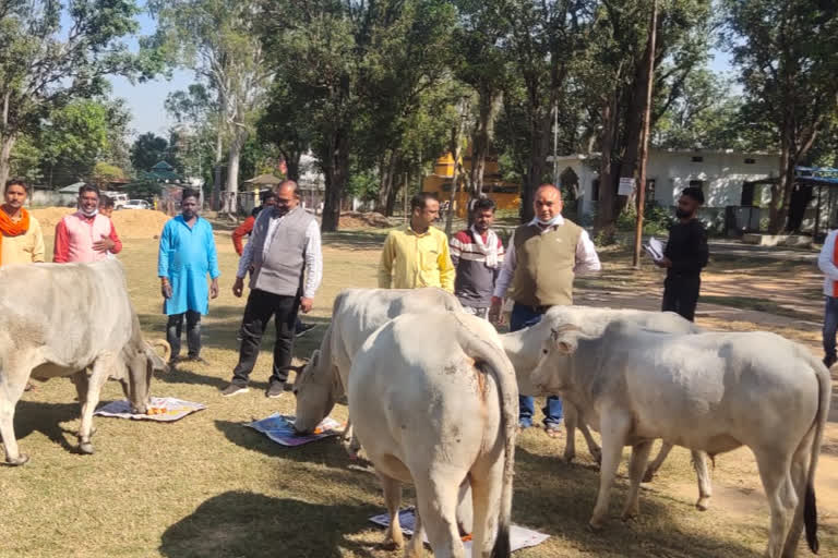 Cow worshiped on Gau Ashtami in koriya