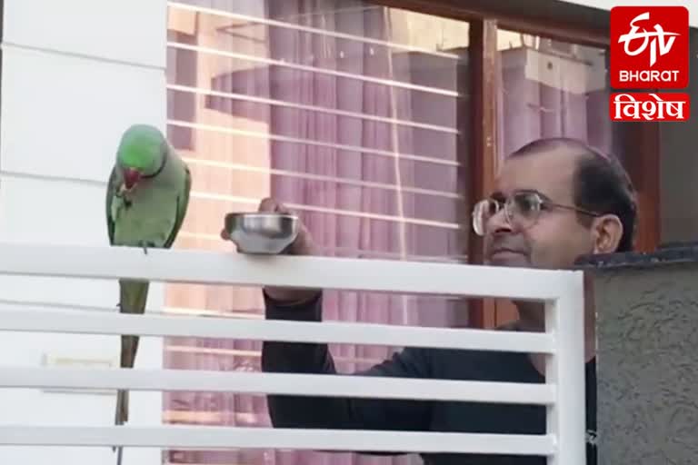 Parrot friendship