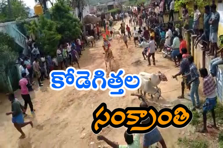 animal-festival-stopped-by-police-at-bopparajupalle-in-ramachandrapuram-mandal