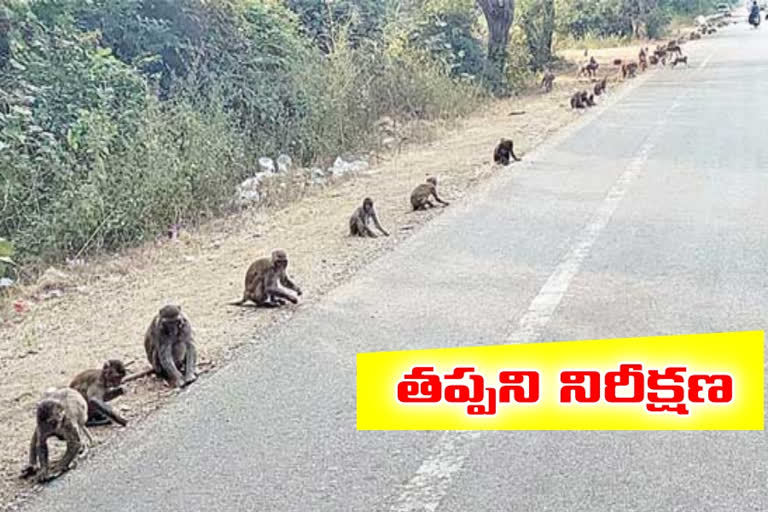 monkeys  special story in nirmal district