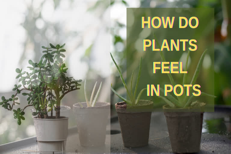 plants feel lonely , plants communication