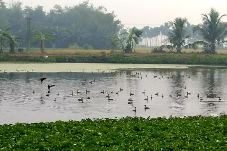 হরিপালে পরিযায়ী পাখি