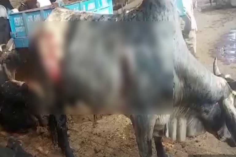 a bull was burnt by acid in mujesar area of faridabad