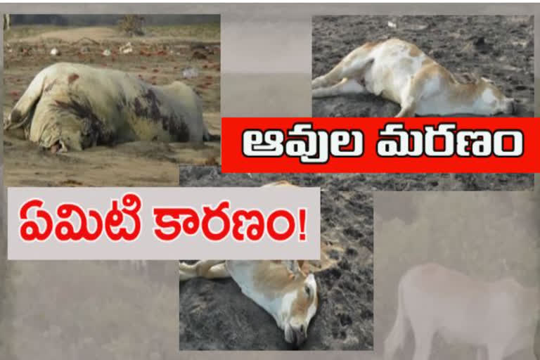 cows died in hamsaladeevi krishna district