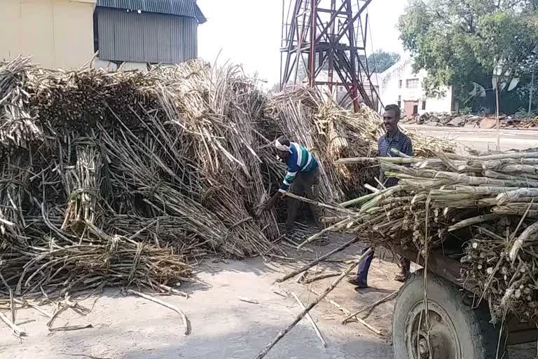 गन्ना मिल पर गन्ने की पेराई शुरू.