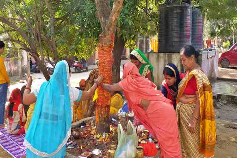 women worship amla tree on akshaya navami in seraikela