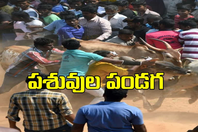 A cattle festival is being organized in Chittoor district two months before this year.