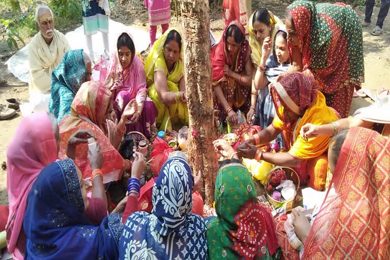 अक्षय नवमी पर आंवले के पेड़ की पूजा