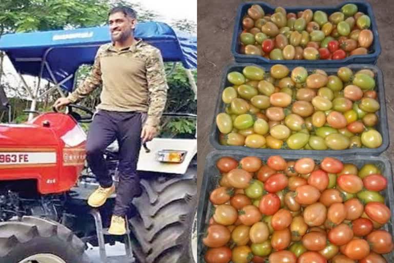 former-captain-mahendra-singh-dhoni-farm-tomato-available-in-market