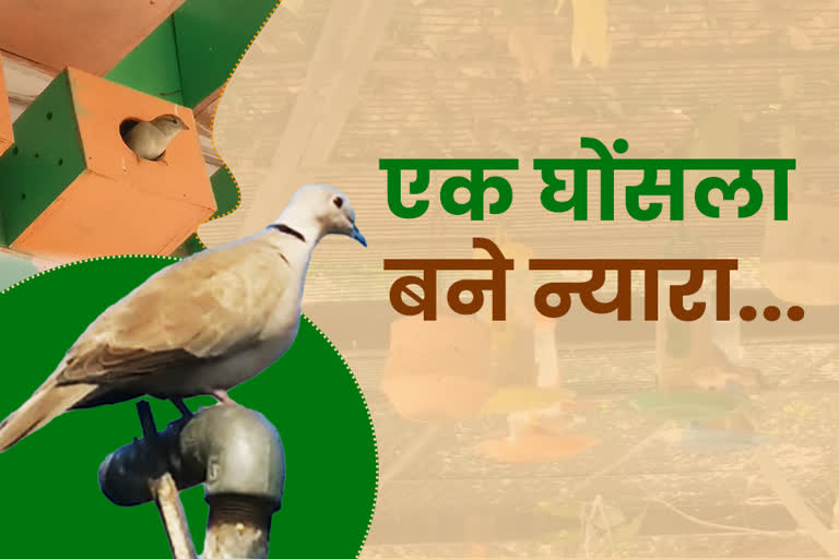 jaipur news, rajasthan news, Flats for birds, apna sasthan for birds