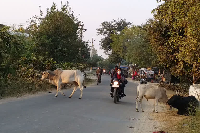 بدایوں: آوارہ جانوروں سے عوام پریشان