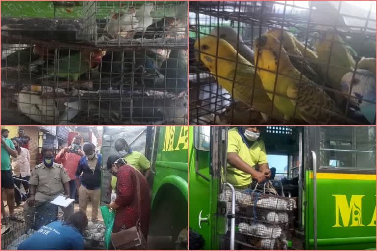 Cuttack Badambadi police seized while transporting Different birds