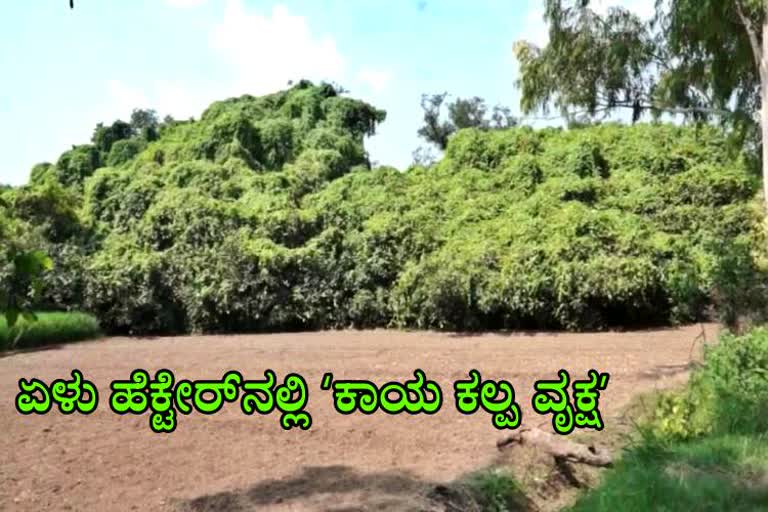 ಏಳು ಹೆಕ್ಟೇರ್ ಭೂಮಿಯಲ್ಲಿ ಹರಡಿರುವ ‘ಕಾಯ ಕಲ್ಪ ವೃಕ್ಷ’