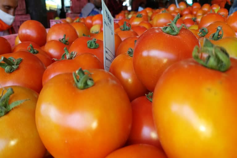 tomato farming solan