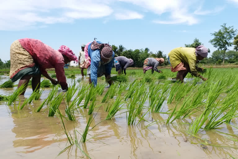 farmers