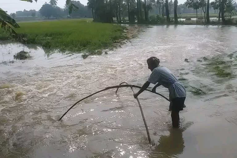 crops submerged into flood water at chidikada