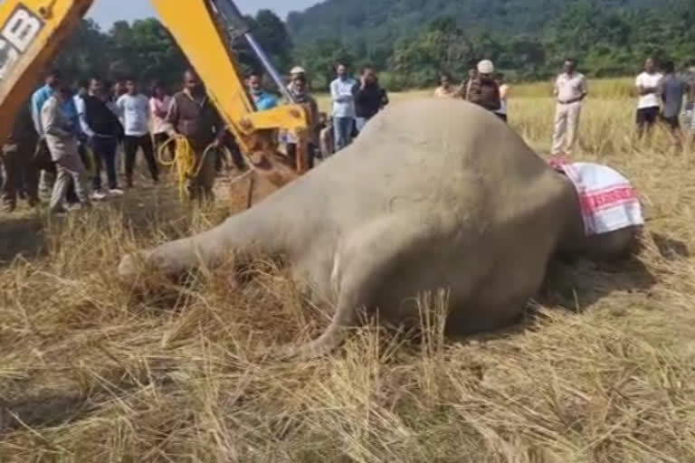 elephant_death at goalpara