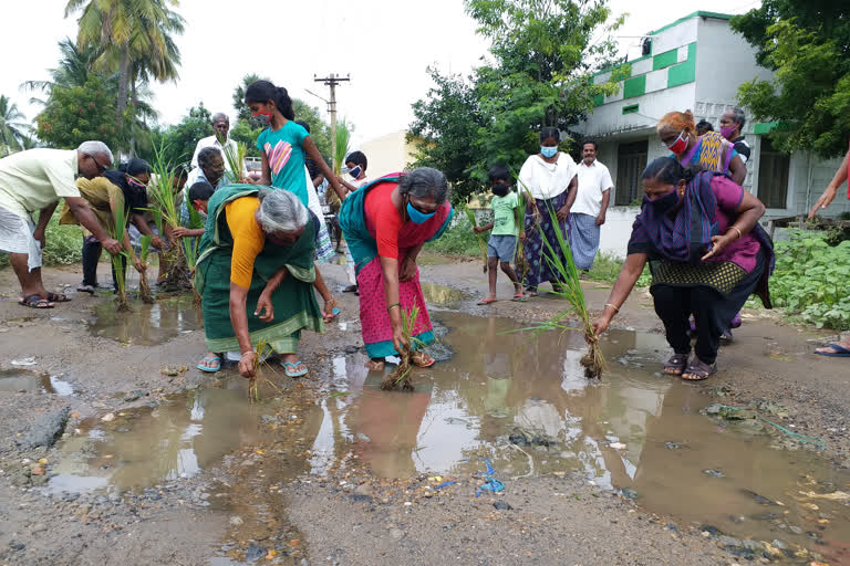 நாற்று நட்டு பொதுமக்கள் நூதன போராட்டம்