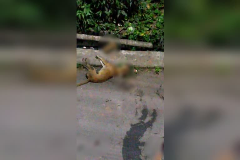 The video of beating a street dog in barasat is viral