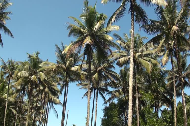 idukki coconut farming  idukki  coconut farming declining  ഇടുക്കി തെങ്ങു കൃഷി  ഇടുക്കി  തെങ്ങു കൃഷി കുറയുന്നുക