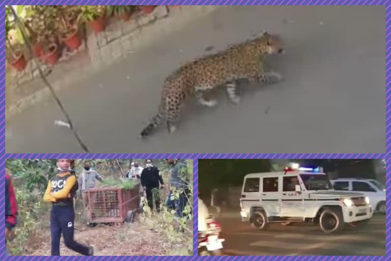 leopard in ghaziabad posh area