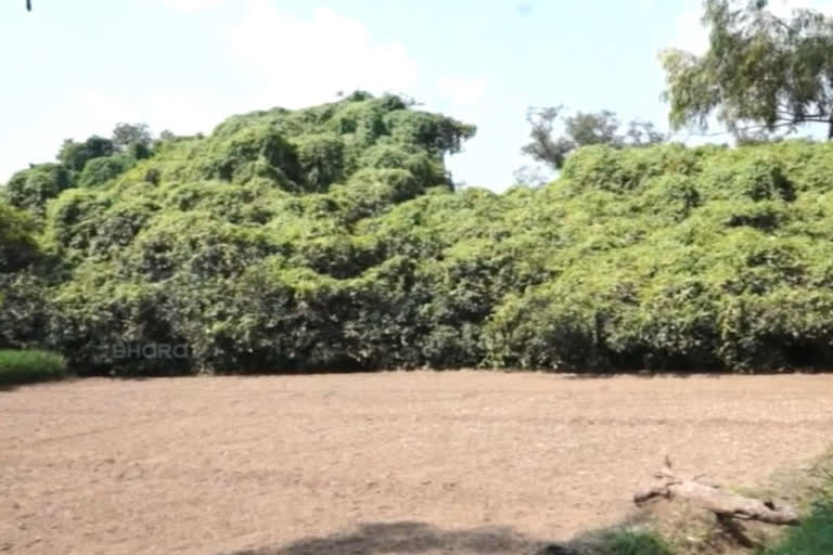 largest banyan tree in the country