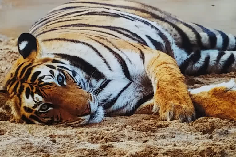 continuous-cases-of-tiger-deaths-in-madhya-pradesh