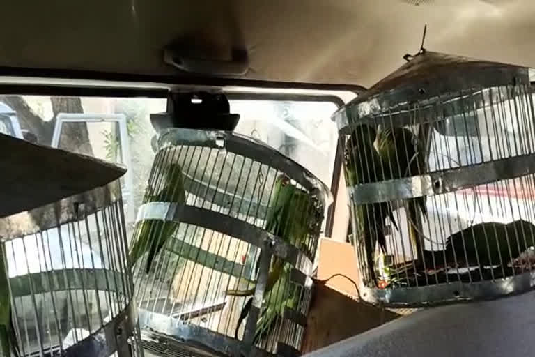 accuses arrests for stealing parakeet parrots