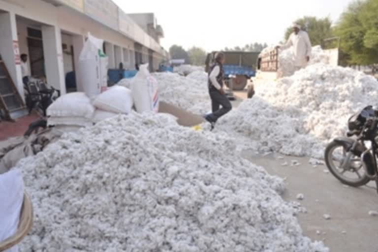 Cotton will not be purchased in bhiwani from 25 to 29 November