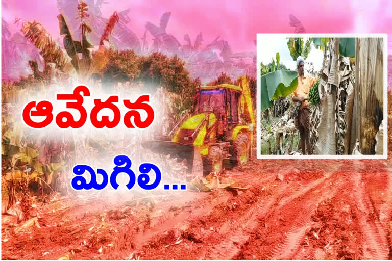 Banana crop damaged by heavy rains at uravakonda