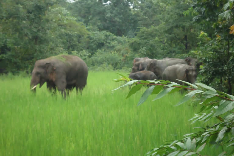 elephants destroyed crops in simdega