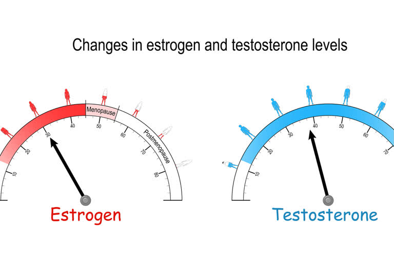 estrogen, female sex hormones, sex steroids