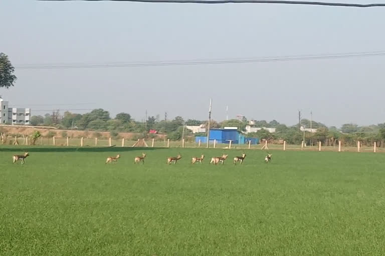 Deer in the fields